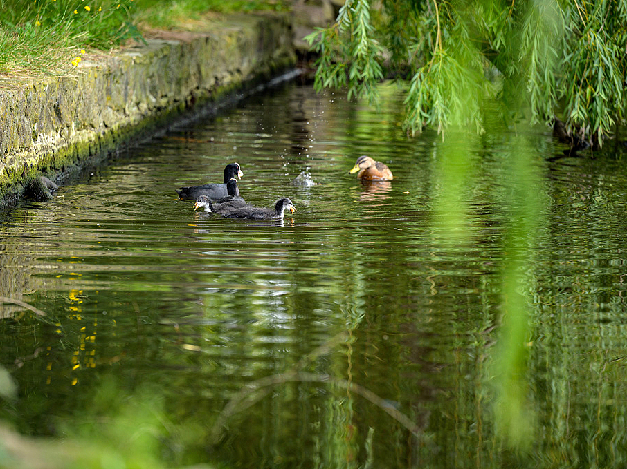 Enten schwimmen auf der Saale bei Merseburg.