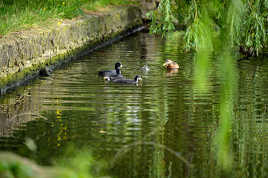 Enten schwimmen auf der Saale bei Merseburg.