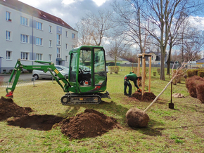 Neupflanzung von Spitzahorn und Hainbuchen im TAG Wohnen Quartier in Merseburg-Nord bei bestem Frühlingswetter