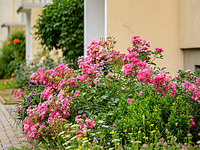 Bunt blühendes Blumenbeet mit leuchtend pinken Blumen, das den Hauseingang in Sangerhausen ziert und eine einladende Atmosphäre schafft