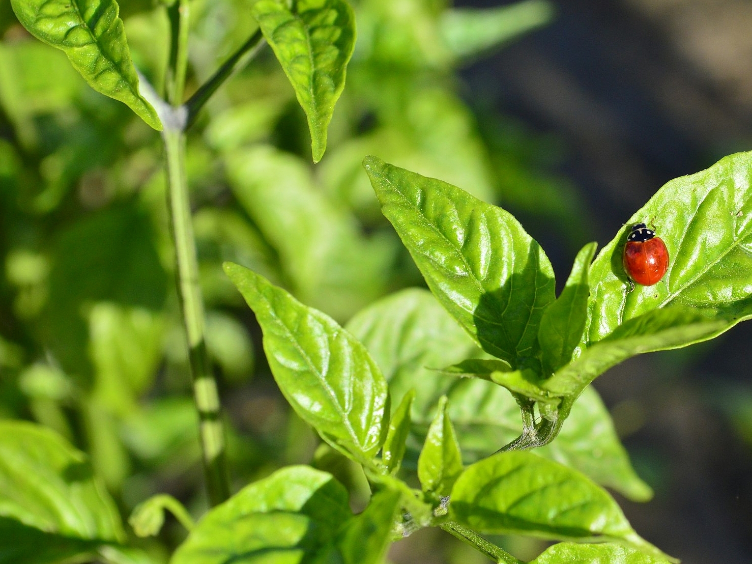 Ein Strauß Basilikumblätter. Auf einem Blatt sitzt ein Marienkäfer.