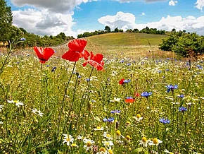 Grüne Landschaft mit vielen verschiedenen bunten Blumen um die Waldstadt in Eberswalde