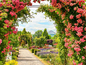 Mit 80.000 Rosenstöcken besitzt das Sangershausener Rosarium die weltgrößte Rosensammlung.
