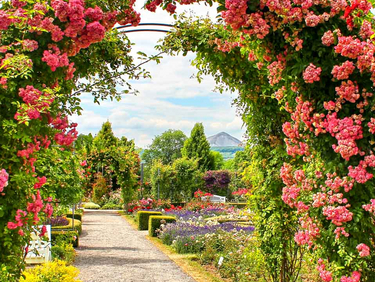 Mit 80.000 Rosenstöcken besitzt das Sangershausener Rosarium die weltgrößte Rosensammlung.