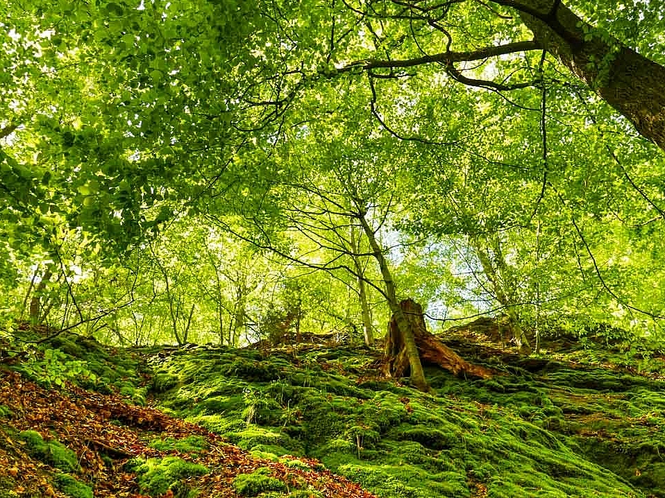 Zauberhafter grüner Wald mit sonnendurchfluteten Wegen in der malerischen Drachenschlucht in Eisenach