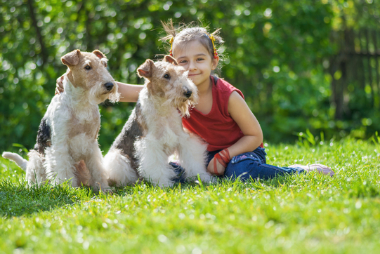 Auch als Familienhund ist der kinderliebe Foxterrier bestens geeignet.
