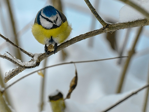 Im Winter kann man prima Vögel beobachten und Vogelfutterspender selbst basteln ist ganz einfach.
