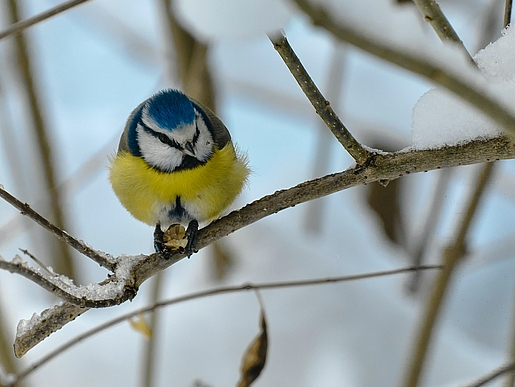 Im Winter kann man prima Vögel beobachten und Vogelfutterspender selbst basteln ist ganz einfach.