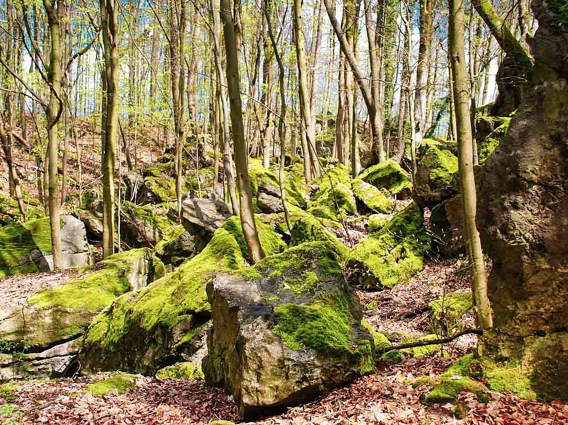 Grüner Wald  mit vielen Bäumen in Hemer