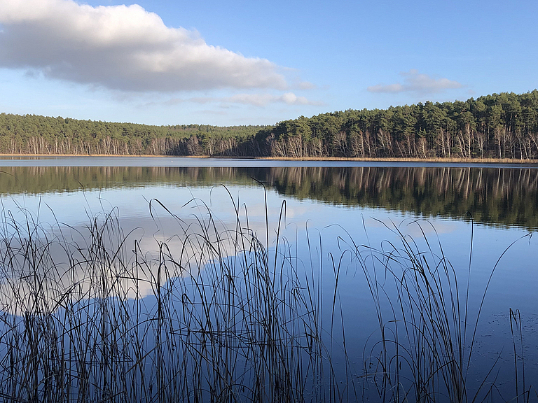 Blauer Himmel mit Wolke, Wald und großer See.