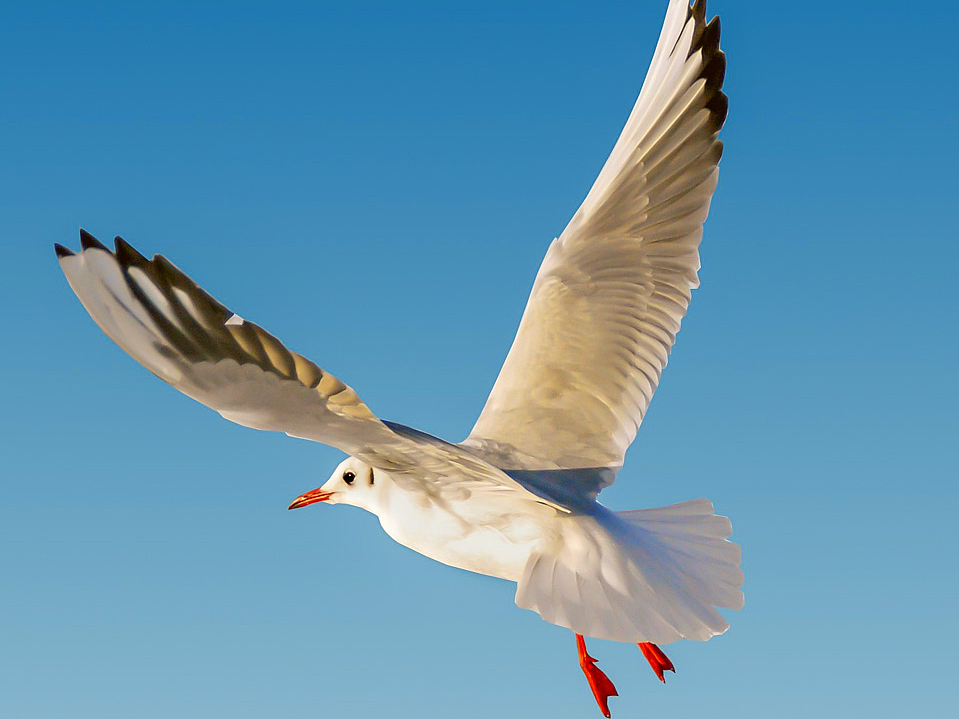 Laut kreischend kreisen die Möwen über dem Rostocker Hafen.