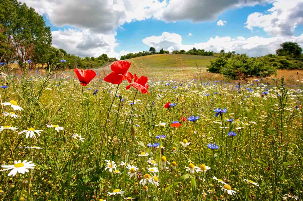 Grüne Landschaft mit vielen verschiedenen bunten Blumen um die Waldstadt in Eberswalde