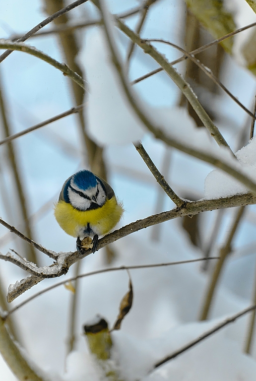 Eine Blaumeise sitzt auf einem Ast, der mit Schnee bedeckt ist. 